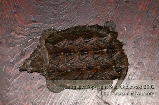 alligator snapping turtle - carapace