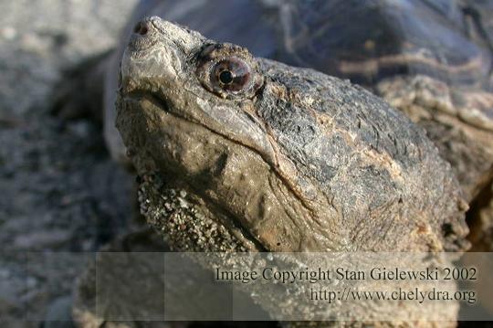 common snapping turtle - head
