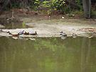 [ YELLOW-BELLIED TURTLES ]