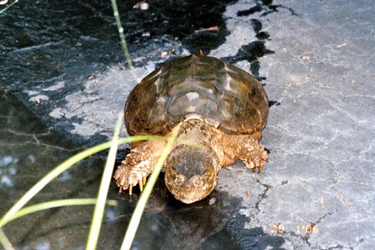  Common snapper 