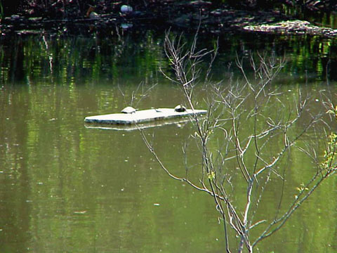  Rafting turtles 