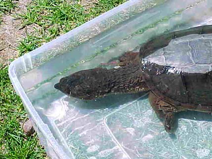  Common Snapping Turtle 