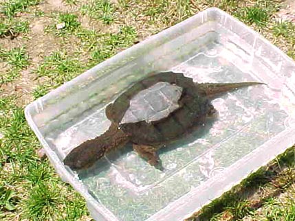  Common Snapping Turtle 