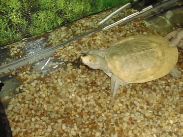  Albino soft-shelled turtle 