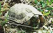 [ PORTRAIT of a WOOD TURTLE ]