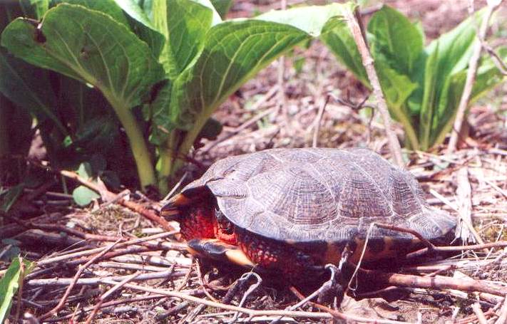  Wood turtle hiding in shell