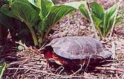 [ WOOD TURTLE - hiding in teh shell ]