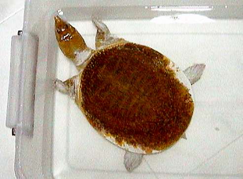  An albinotic soft-shelled turtle 