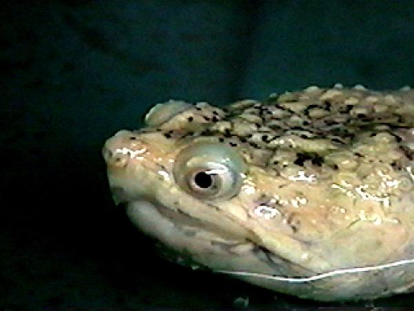  An albinotic common snapper 