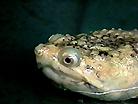 [ An albinotic common snapper - head ]