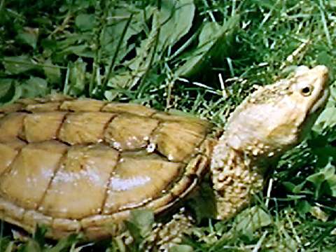  An albinotic common snapper 