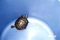 [ Chrysemys picta picta - eastern painted turtle ]