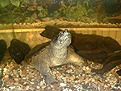 [ Munin - Common Snapping Turtle ]