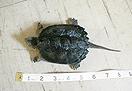 [ Spikey - Common Snapping Turtle ]