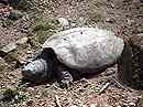 [ Common Snapping Turtle ]