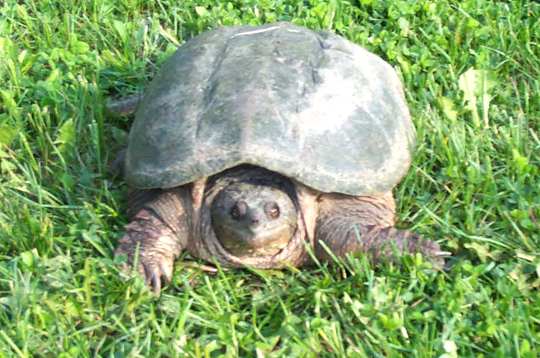  Common snapping turtle 
