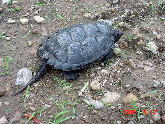  Common snapping turtle 