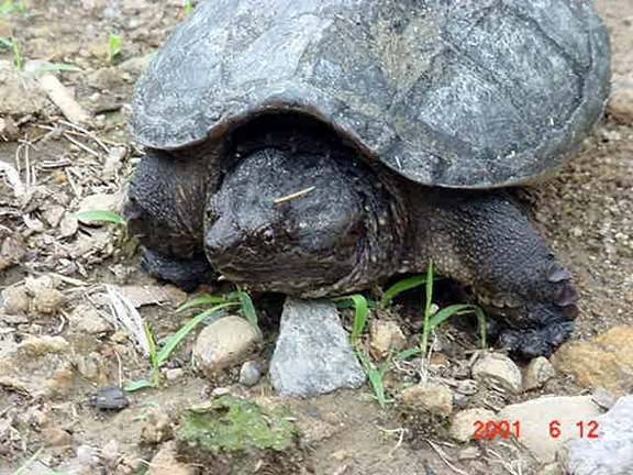  Common snapping turtle 