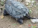 [ Common Snapping Turtle ]