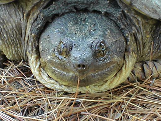  Common snapping turtle 