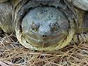 [ Common Snapping Turtle ]