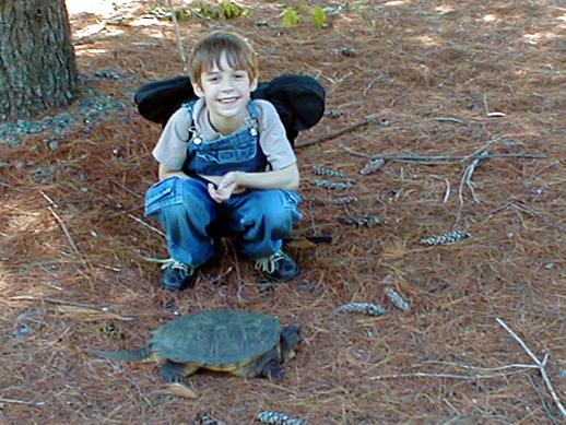  Common snapping turtle 