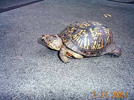  Ornate box turtle 