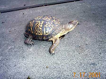  Ornate box turtle 