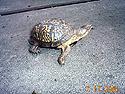 [ Ornate box turtle ]