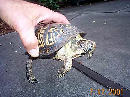  Ornate box turtle 