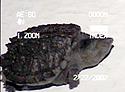 [ Common snapping turtle - hatchling ]