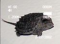 [ Common snapping turtle - hatchling ]