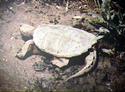 [ Common snapping turtle basking ]