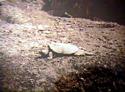 [ Common snapping turtle basking ]