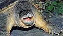 [ Common snapping turtle ]