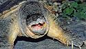 [ Common snapping turtle ]