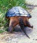 [ Common snapping turtle ]