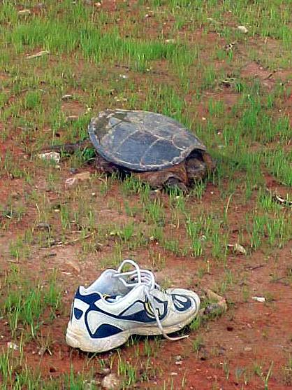  Common snapper 