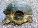 [ Common snapping turtle ]