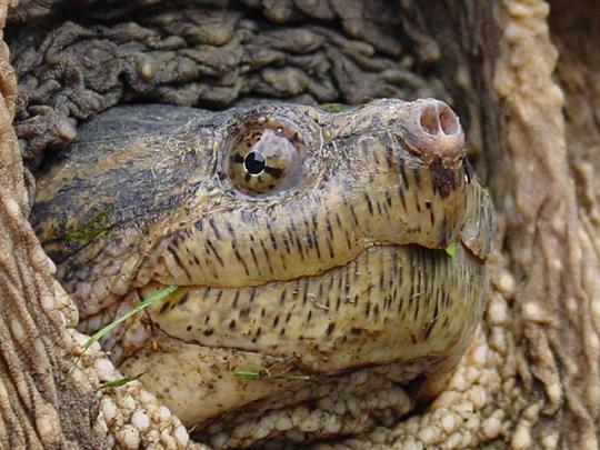  Common snapper 