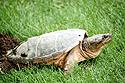  Common snapper nesting 