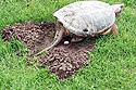  Common snapper nesting 