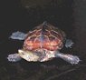 { Reeves Turtle - juvenile }