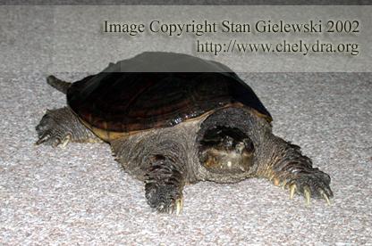  Chelydra serpentina rossignoni - Mexican snapping turtle 