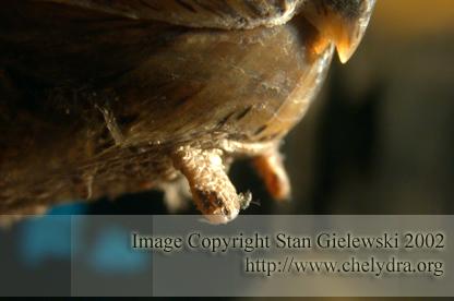  Chelydra serpentina rossignoni - Mexican snapping turtle 