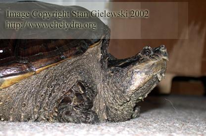  Chelydra serpentina rossignoni - Mexican snapping turtle 