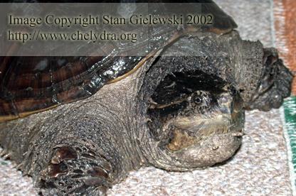  Chelydra serpentina rossignoni - Mexican snapping turtle 