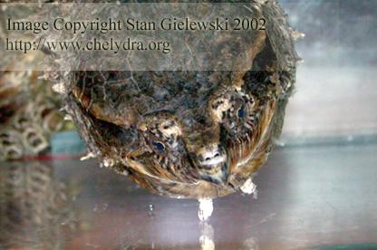  Chelydra serpentina rossignoni - Mexican snapping turtle 