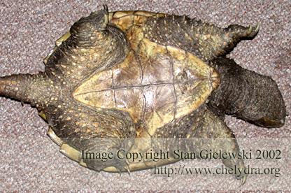  Chelydra serpentina rossignoni - Mexican snapping turtle 