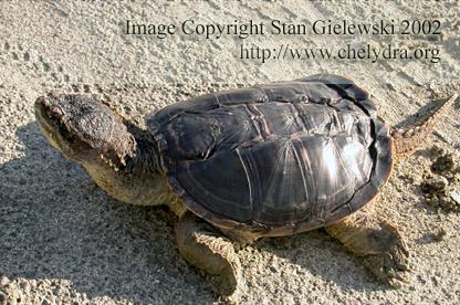  Chelydra serpentina serpentina - Common snapping turtle 